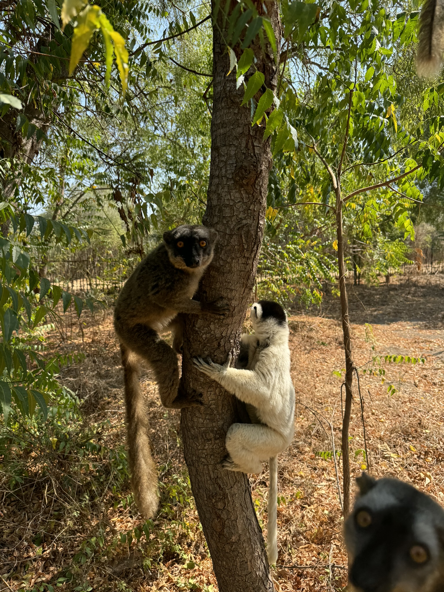 Lémuriens du parc de Bemaraha
