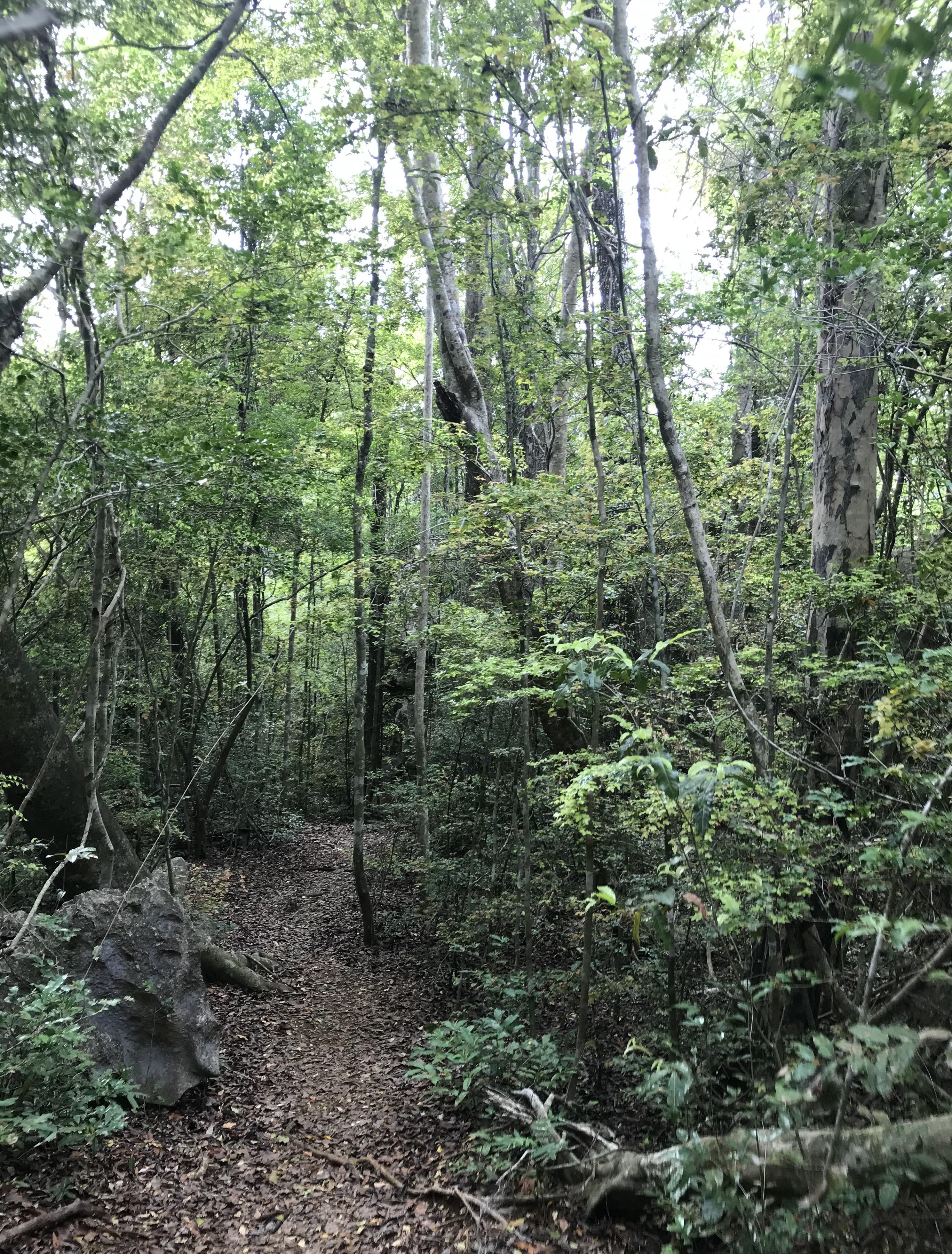 Formations calcaires des Petits Tsingy de Bemaraha